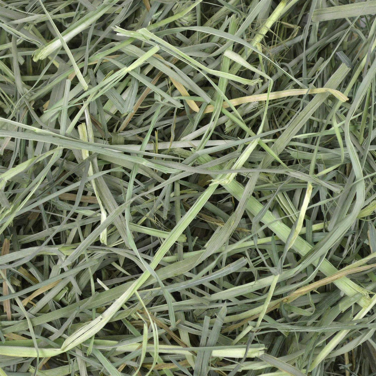 Orchard Grass Hay T139
