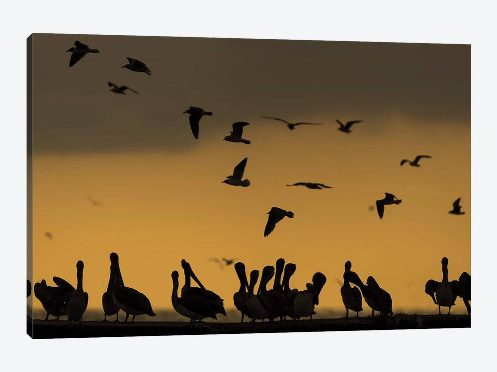 Pelican Pier Print Canvas Art M509
