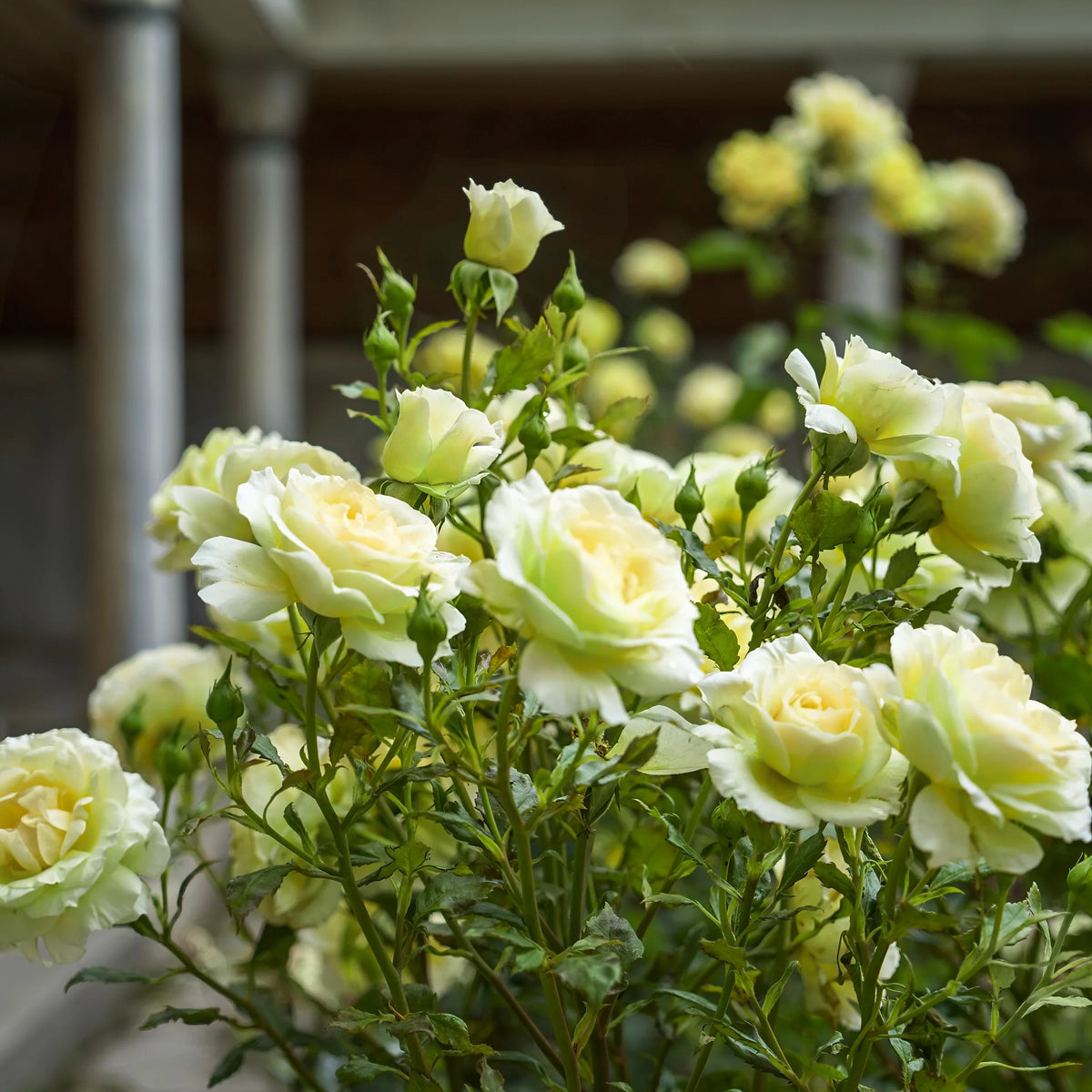 Bareroot Hybrid Tea Rose Live Shrub 2 Piece W23969