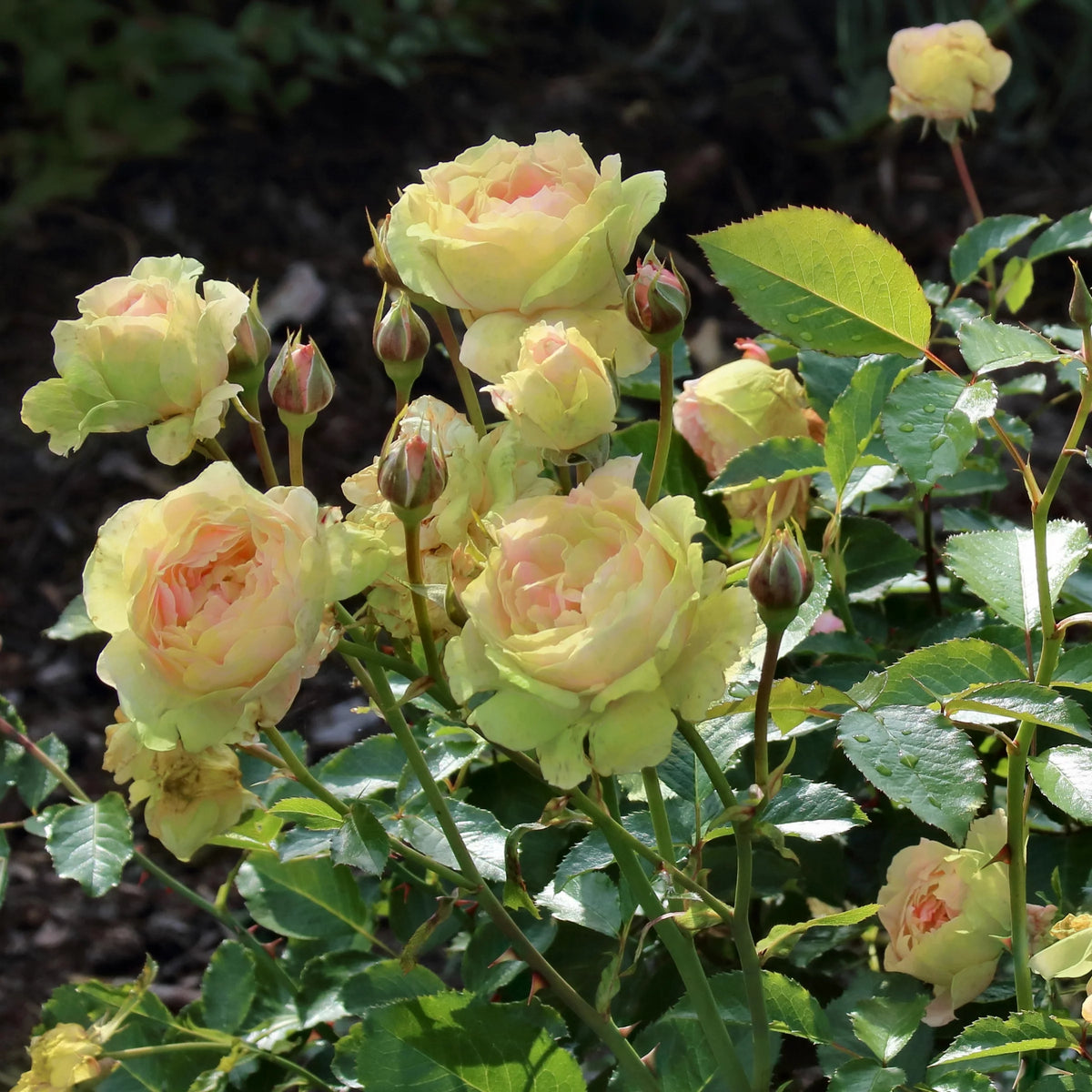 Bareroot Hybrid Tea Rose Live Shrub 2 Piece W23969