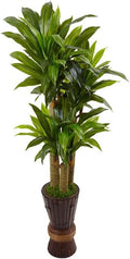 5Ft. Cornstalk Dracaena Plant in Wooden Planter J36968