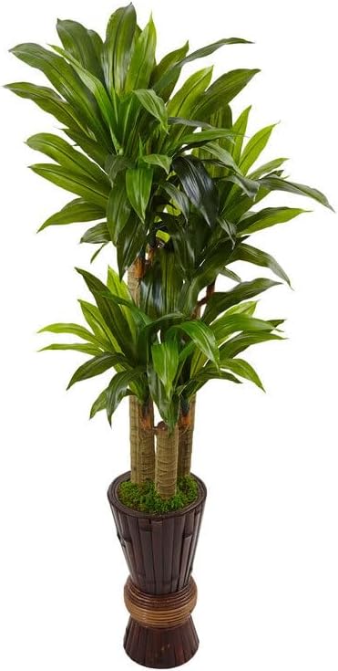 5Ft. Cornstalk Dracaena Plant in Wooden Planter J36968