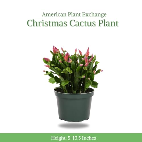 Christmas Cactus Live Indoor Houseplant 6-Inch Pot M194487