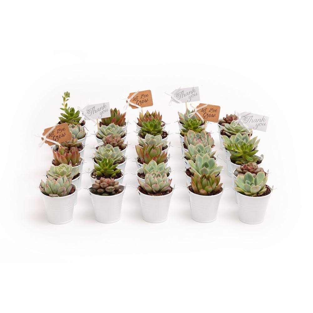 2 in. Rosette Succulents Plant with White Metal Pails and Thank You Tags (30-Pack) W3881