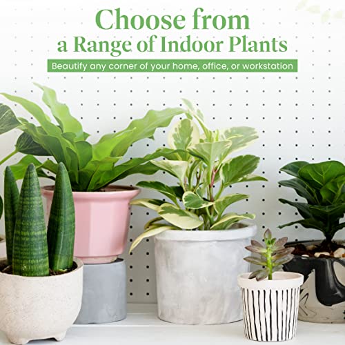 Christmas Cactus Live Indoor Houseplant 6-Inch Pot M194487