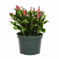 Christmas Cactus Live Indoor Houseplant 6-Inch Pot M194487