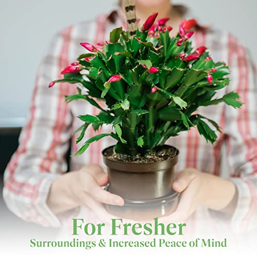 Christmas Cactus Live Indoor Houseplant 6-Inch Pot M194487