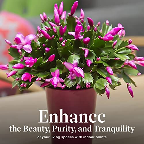 Christmas Cactus Live Indoor Houseplant 6-Inch Pot M194487