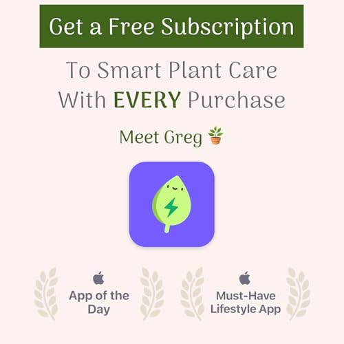 Christmas Cactus Live Indoor Houseplant 6-Inch Pot M194487