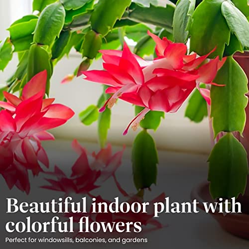 Christmas Cactus Live Indoor Houseplant 6-Inch Pot M194487