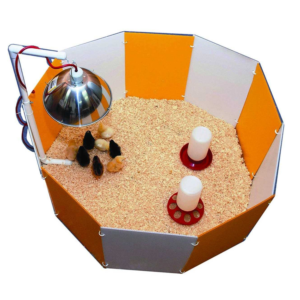 Baby Chick Starter Home K990