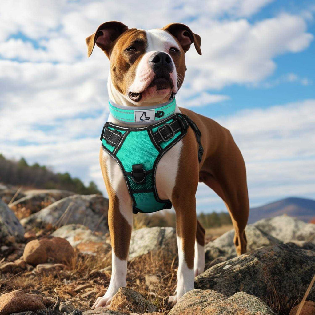 Reflective Neoprene Padded Nylon Dog Collar H41151