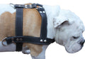 Black Genuine Leather Dog Pulling Harness 33"-37" Chest Size 1.5" Wide Straps V694