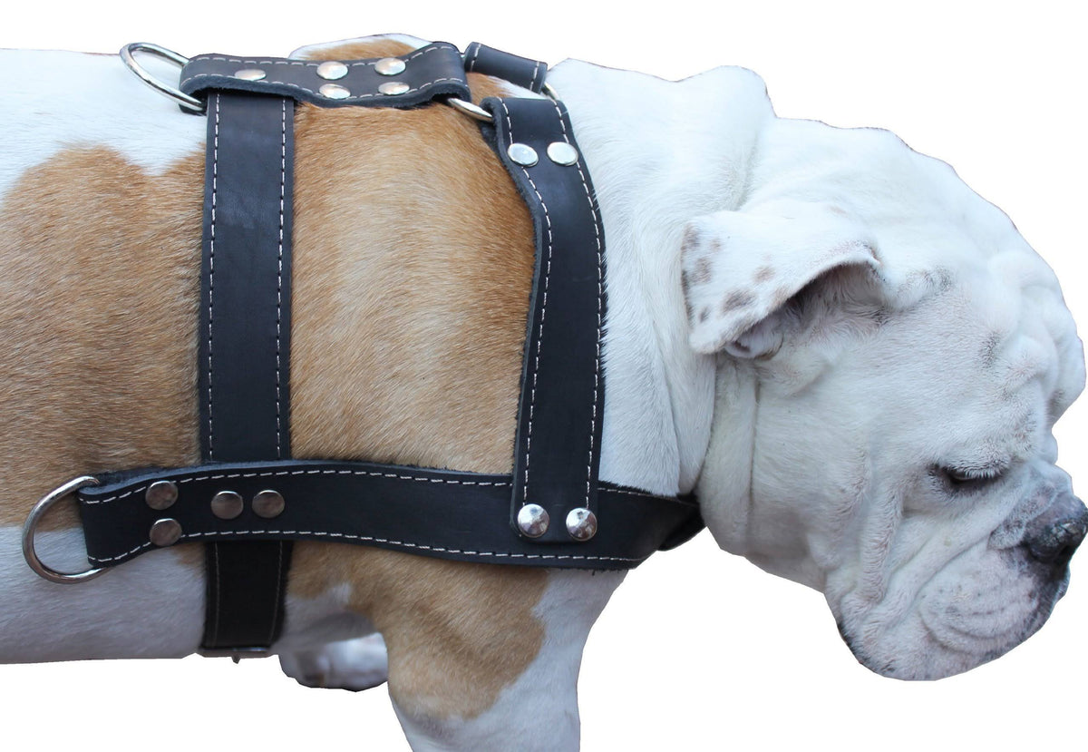 Black Genuine Leather Dog Pulling Harness 33"-37" Chest Size 1.5" Wide Straps V694