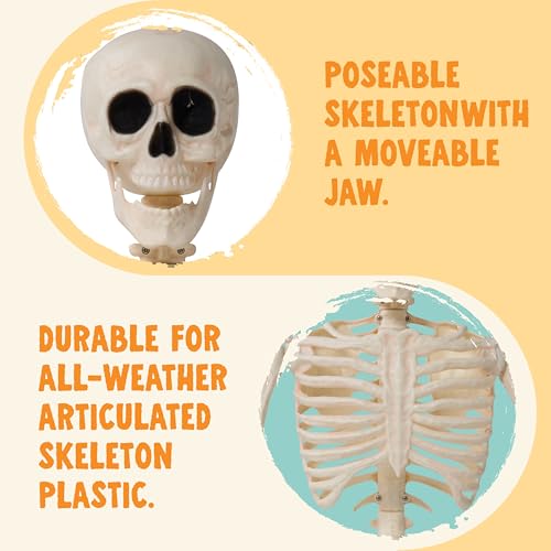 36" Posable Hanging Skeleton T746814