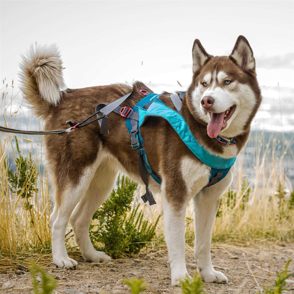 Dog Harness Y23081