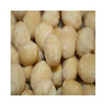 Raw Macadamia Nuts 5 lb G888175